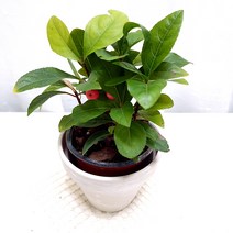 천냥금 빨간열매 수경재배 관리쉬운 공기정화 식물 독일토분, 단품