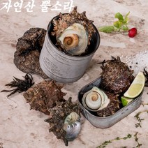 국내산 자연산 생물 뿔소라 뽈고동 1kg 3kg 활소라 산지직송 시세 제철 회 택배 구이, 3kg(12~30미 내외), 1개