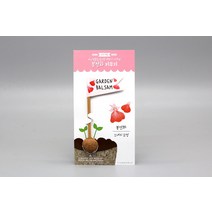 씨드깃발 봉선화 키우기 홈가드닝 꽃 씨앗 기르기