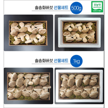 솔 송화버섯선물세트 500g 1kg(당일 출고가능)