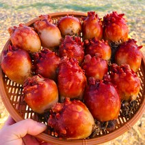 통영 멍게 1kg 깐멍게 손질멍게 통멍게 활멍게 제철, 깐멍게500g, 1개