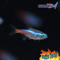 열대어 네온테트라 []