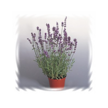 꽃씨 허브-라벤다잉글리쉬라벤다 문스테드 75립 K609, 1개