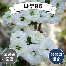 (나무농장) 장미조팝 15cm포트, 1개