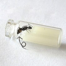 개미집 관찰 곤충 키우기 아크릴 앤트하우스 개미성을 위한 특별한 음식 개미를 위한 편리하고 간단한 음식, 01 1pcs