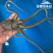 [10마리] 해남 뻘낙지 산낙지 사이즈별, 3.중낙지(110~130g), 1개