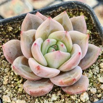 다육식물(핑크샴페인) 랜덤, 1개