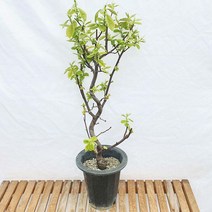 모과 나무 고급 분재 대형 열매 꽃 식물 인테리어 화분