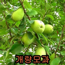 개량모과나무 접목1년특묘 나무 묘목 유실수 과일나무 과실수 모과나무