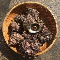 싱싱한 뿔소라 1kg 깨끗한 바다소라 해산물 수산물 해물탕 해물찜 조개구이 흠스, 1개