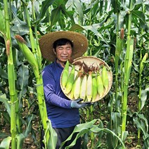 강원도 찰옥수수 산지직송, 10개