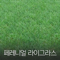 코리아팜 페레니얼 라이 그라스1kg