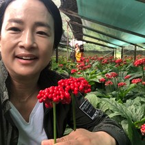 홍제원 수삼 70년재배 원삼 선물용세트 2호 1kg, 1팩, 수삼원삼선물세트1kg 8~10뿌리