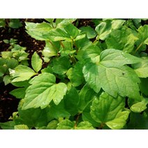 땅두릅모종 10주(10개)/땅두릅 모종/독활모종, 10개