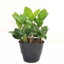 도도팜 아이비 나무 스킨답서스 행운목 개운죽 풍란 행운목 테이블야자 호야 몬스테라 산호수 율마 천냥금 오렌지자스민 수퍼바 산세베리아 금전수 스파트필럼 스투키 문샤인 남천 고무나무, 41. 금전수15cm 1개