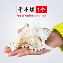 산호석 어항바닥재 돌 장식 수조 조경 조가비 껍질 장식 돌 달팽이 공예 장식 산호 조경, 천 손 나사, 소라 껍질