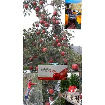 봉화사과부사(미안마) 5kg10kg, 10kg(46~49과)