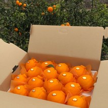 [감귤제작소-민우네농장] GAP 서귀포 써니트(홍한라봉) 3kg 5kg, 15-20과 내외, [벌크가정용]3kg, 1개