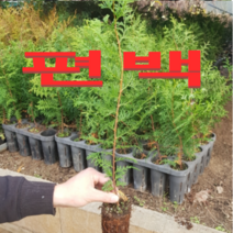 (D소망)편백묘목(실생3년 포트묘)5그루
