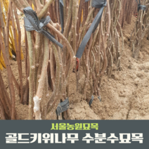 서울농원묘목/골드키위나무 1년생 암묘목/수분수 웰빙식 황금색과일 골드다래, 골드키위 1년생수분수