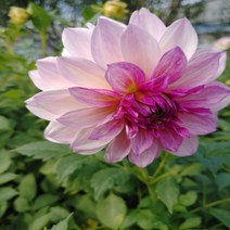 다알리아 진세-1뿌리(중형)