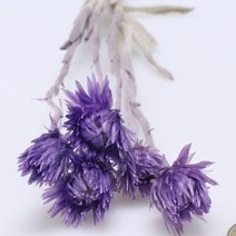 앨리플라워 프리저브드 소량 판매 드라이플라워 디퓨져만들기, 5-07미니실버데이지 라이트퍼플