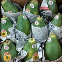 프리미엄 선물용 파파야2kg-4kg 선택(대과 생과일), 1개, 파파야4kg(7과내외 대과)