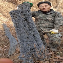 야생자연산100%운지버섯즙(110mlx60)