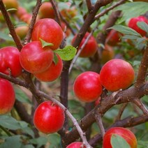 노천매실 묘목 매실나무 과실수
