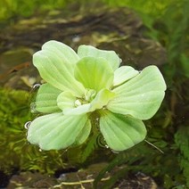 미미네아쿠아 생이가래 (부상수초) - 구피치어 수생식물, 단품없음