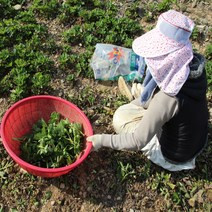 산지직송 국내산 여수 해풍 맞고 자란 금오도 생 햇 방풍나물 산나물 노지재배, 여수 금오도 방풍나물 1kg, 1개