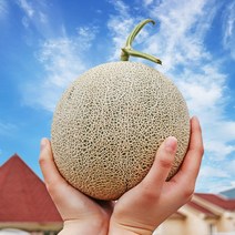 곡성 프리미엄 고당도 머스크 메론 특품, 머스크 메론 특품 7.5kg 5수