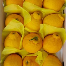 [제주직송} 제주 한라봉 제주도 제철 2kg 3kg 5kg 선물용 가정용, 5kg 선물용_중대_15-24과