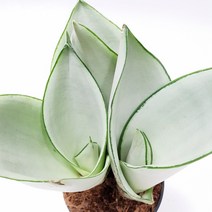 도도팜 스투키 산세베리아 수퍼바 금전수 본쉘스투키 스투키20cm 스투키30cm 스투키40cm 스투키50cm 금전수 (중) 공기정화식물, 09. 문샤인 3촉 1개
