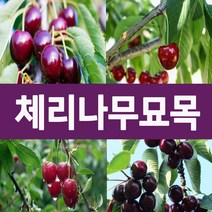 [나무의모든것] 다양한 체리나무묘목 상묘 판매중, 라핀체리(자가수정)묘목 상묘
