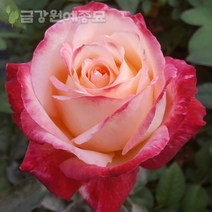 D6 노스텔지아 장미묘목 사계명품땅장미 금강원예, 포트재배묘 H0.3~0.4, 1개