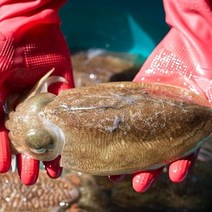 바다베개 생물 냉동 갑오징어 1kg 당일경매 5마리 내외, 급냉 갑오징어 1kg(4미 내외)