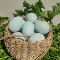 무항생제 동물복지 유정란 청란 청계란 40구, 단품