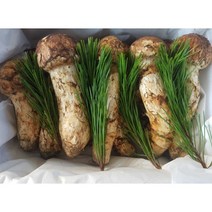 2022년 자연산 송이버섯 등급별선택 1kg 송이 버섯 명절 선물 세트 추석 국내산 봉화 백화점 등급선택 명품 몸에좋은 고급 자연 프리미엄, 자연산 송이 1kg 1등급