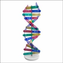 뉴 모형 DNA 입체 만들기(10인용), 봄의피는꽃 본상품선택