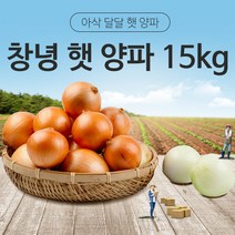 [동이농산] 22년 국내산 창녕 햇 양파 사이즈-대15kg 업소용 대용량 식자재