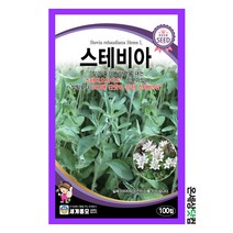 스테비아 100립 / 스테비아씨앗 허브씨 허브키우기