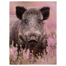 아트미니 보석십자수 라벤더 꽃밭 멧돼지 맹수 원형비즈 큐빅 전체수 선물용 집들이, 100x130cm