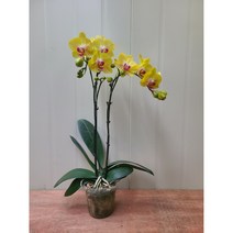 금공주 호접란 서양란 / 랜덤 발송 / 나무 높이만 30~40cm내외 (포트 제외), 1개