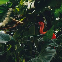 [캔들이케아] 신테틱 정글 국내산 프래그런스오일, 신테틱 정글 50ml