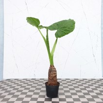 도희씨네 정원