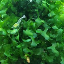 물미역수초 모스 활착수초 음성수초 키우기, 종이컵한컵