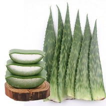 생 알로에 사포나리아 8kg, 단품, 단품