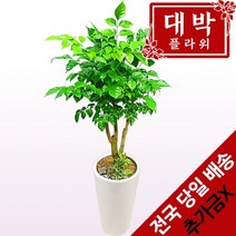 대박플라워 대박나무(녹보수) 개업화분 집들이 인테리어 공기정화식물 관엽식물 꽃배달
