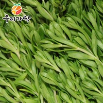 [우리가락] 돌나물(돗나물 돈나물) 1kg, 1개